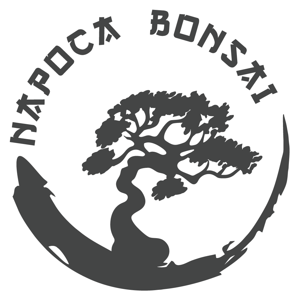 Napoca Bonsai logo